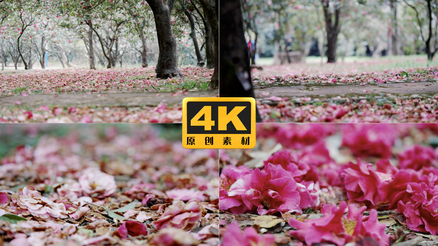 4K-满地落红花瓣，实拍满园红色落花