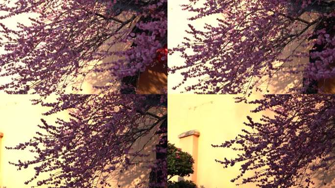 湖州铁佛寺春天盛开的红梅