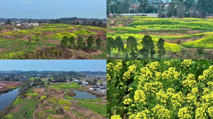 乡村油菜花5k航拍