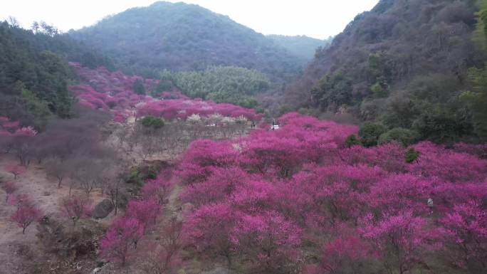 大片梅花种植园航拍