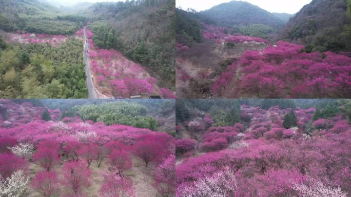 大片梅花种植园航拍