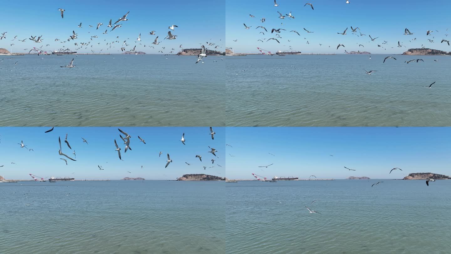航拍山东荣成马栏湾海面上飞翔的海鸥