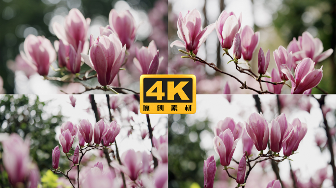 4K-盛开的玉兰花，二乔玉兰实拍