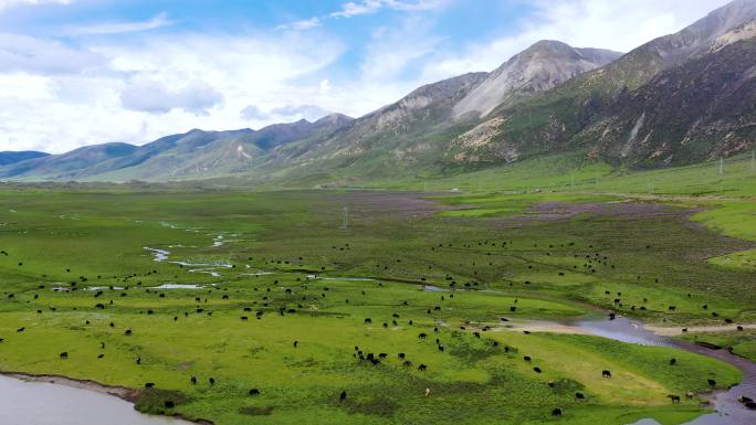 西藏耗牛群航拍