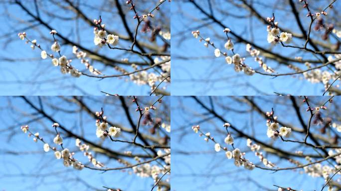 2月初春的梅花