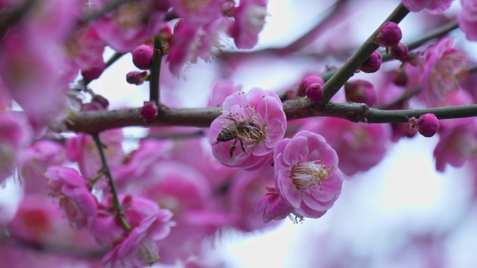 红梅花白梅花