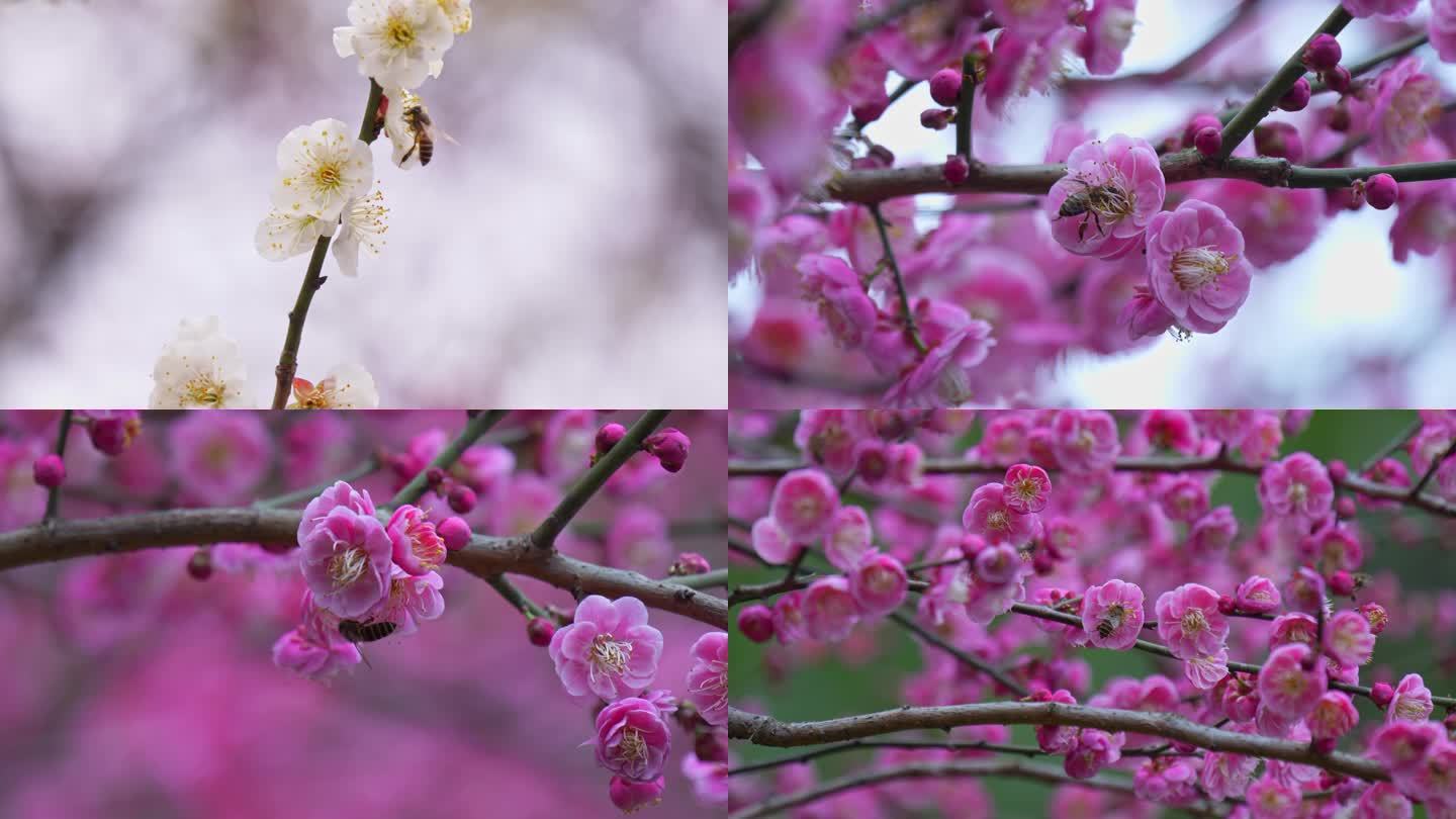 红梅花白梅花