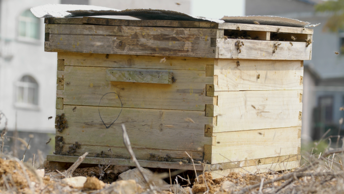 实拍养蜂蜜蜂采蜜蜂箱