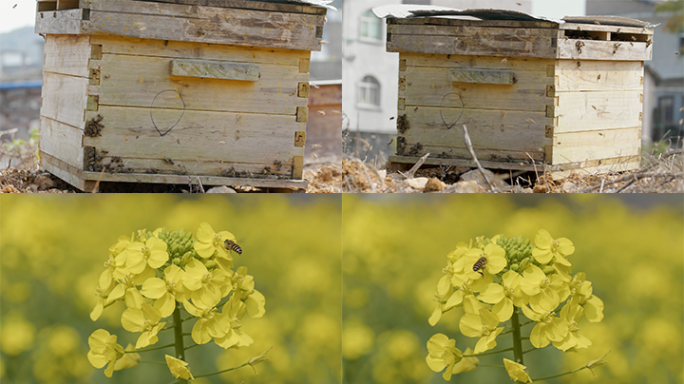 实拍养蜂蜜蜂采蜜蜂箱