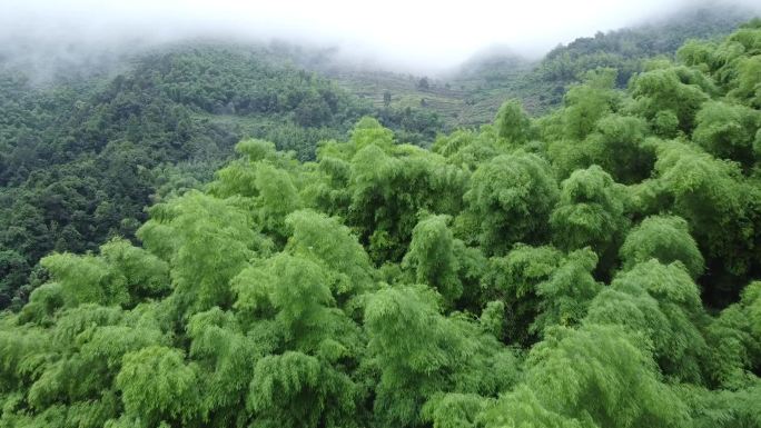 春天航拍雨天在山坡上被云雾包围着的竹林