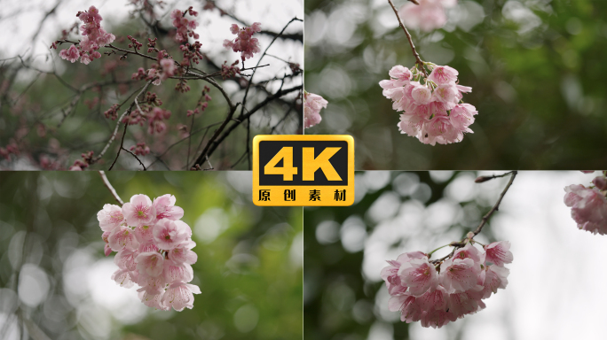 4K-唯美樱花实拍，云南樱花