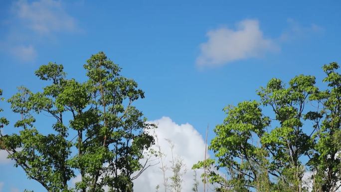 夏天白云绿树