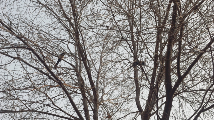 枯树枝上的乌鸦冬季荒凉