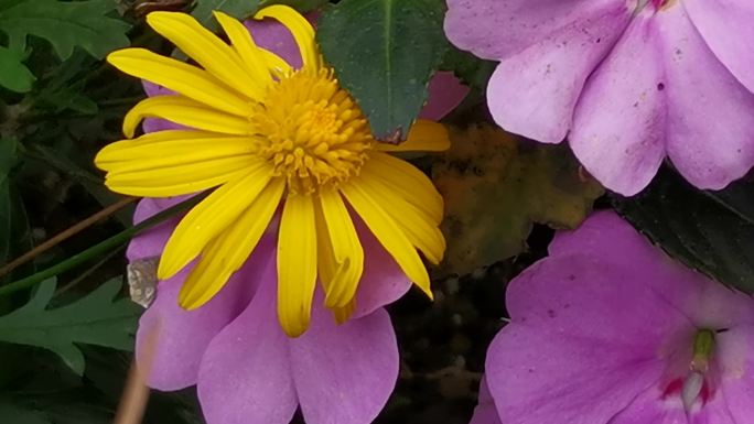 春暖花开 蜜蜂采蜜 鲜花特写 蒲公英特写