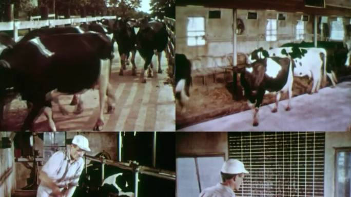 60年代养殖奶牛 人工挤奶 挤奶工