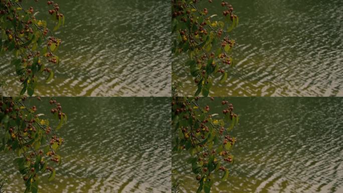 水边枝头树空镜风景视频素材