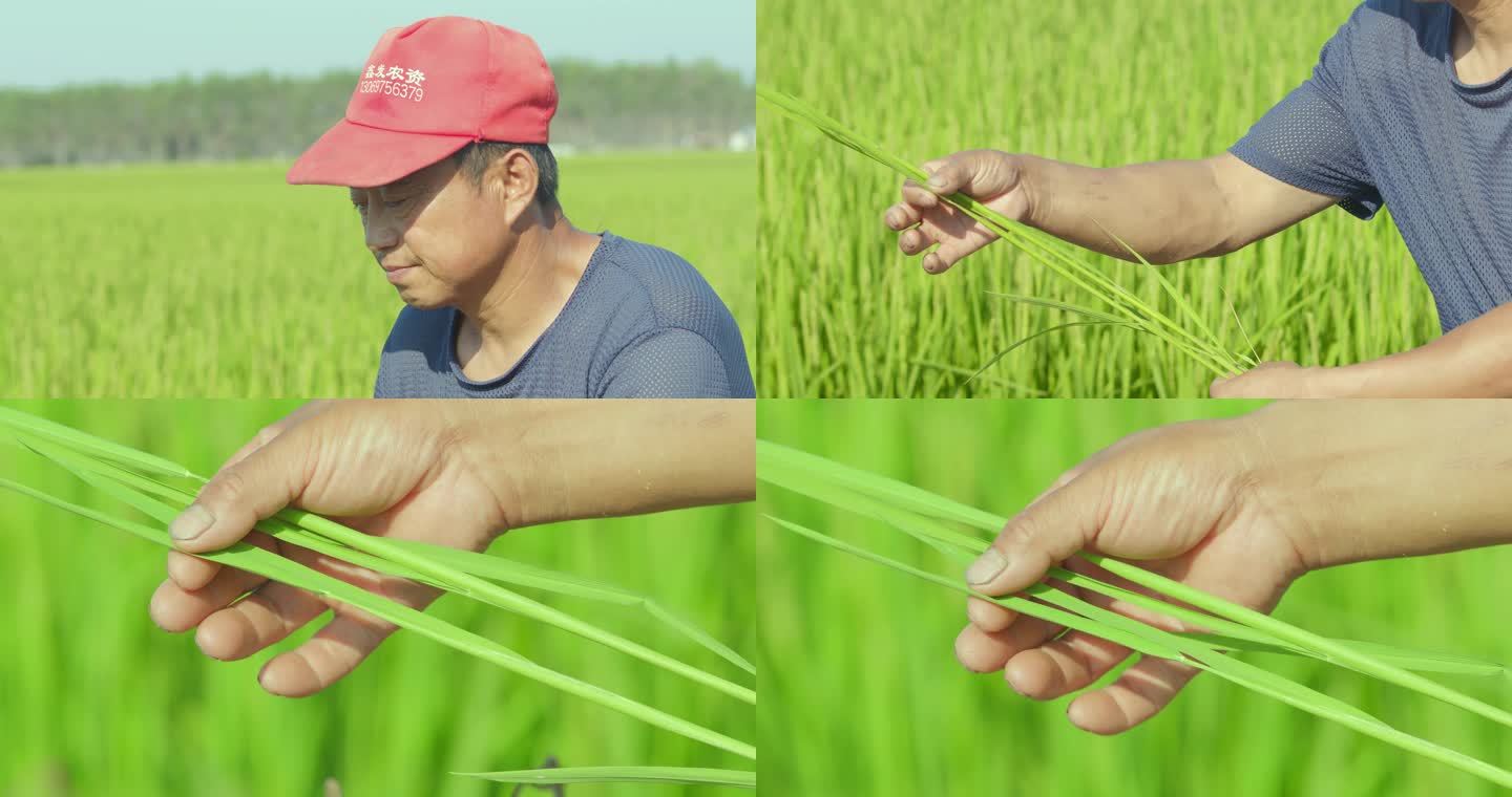 农民在田间地头查看水稻长势病虫害