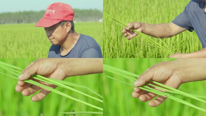 农民在田间地头查看水稻长势病虫害
