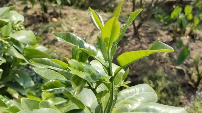 柚花蕾微距拍摄柚花蕾清香花蕊柚花蕾花蕊