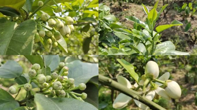 柚花蕾微距拍摄柚花蕾清香花蕊柚花蕾花蕊