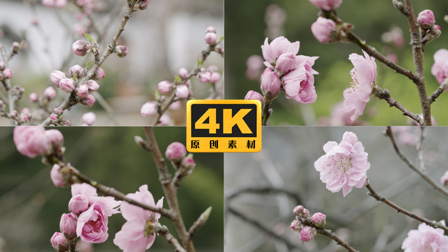 4K-实拍桃花盛开，桃花特写