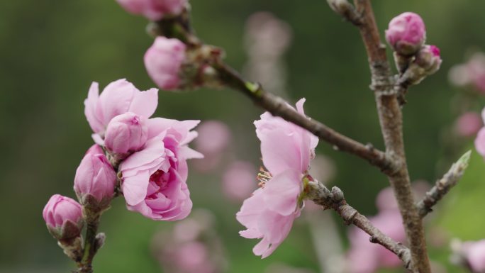 4K-实拍桃花盛开，桃花特写