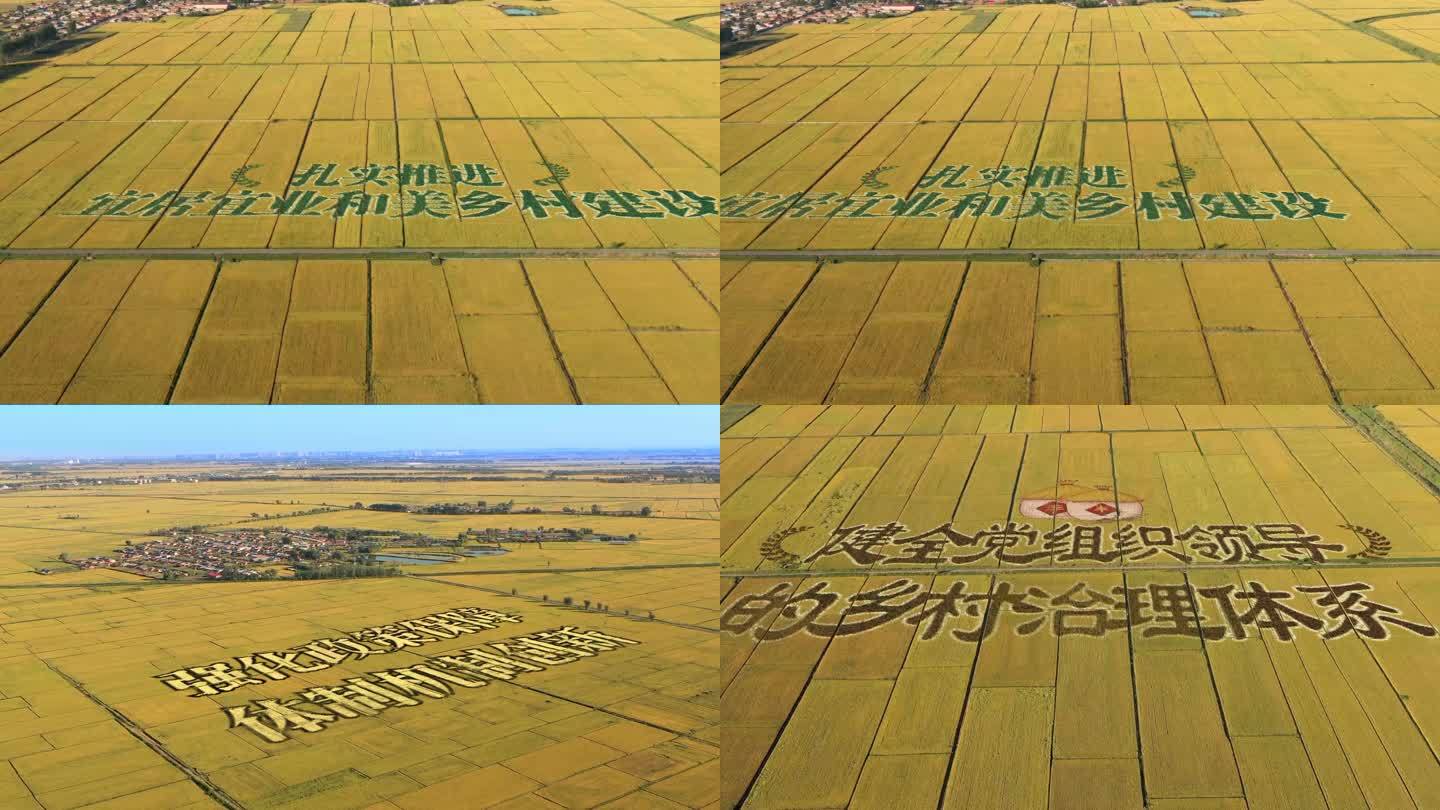 航拍农业稻田画农业新政策