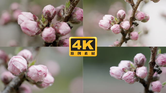 4K-实拍桃花花苞，桃花枝