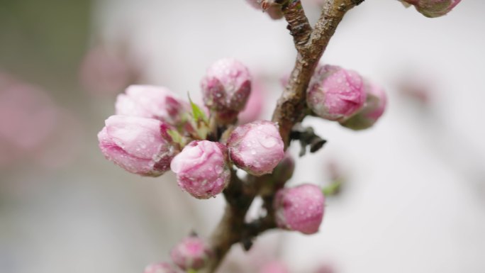 4K-实拍桃花花苞，桃花枝