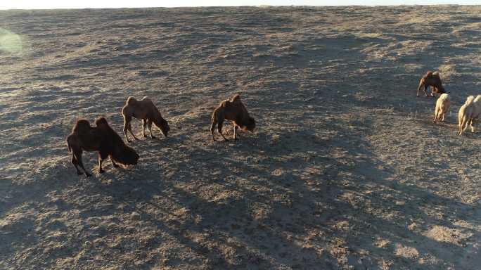 戈壁滩上的骆驼