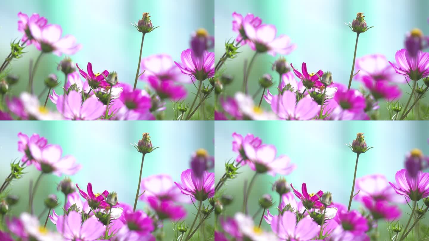 格桑梅朵 藏族文化象征植物 幸福花