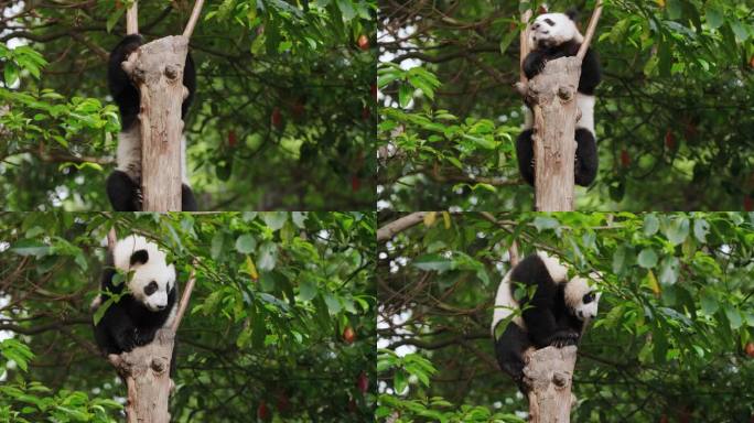 国宝大熊猫幼崽爬树特写