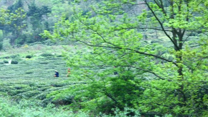 陇南 茶山采茶