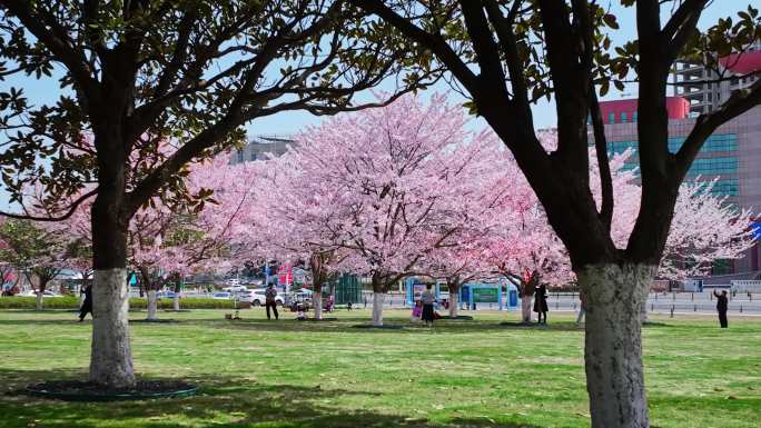 樱花青岛春天西海岸樱花