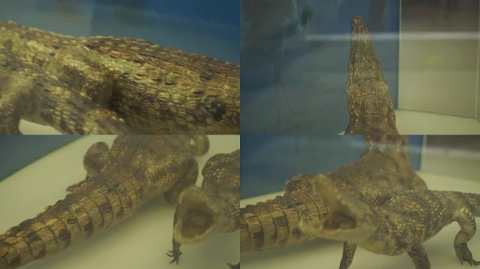 【镜头合集】鳄鱼扬子鳄两栖动物标本(2)