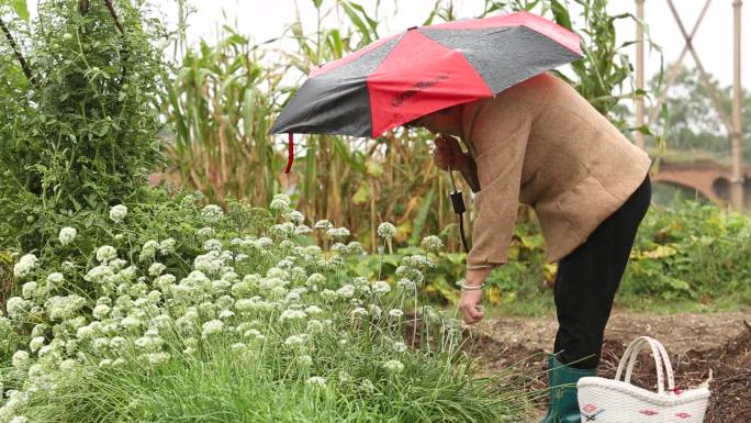 雨中采摘韭菜花的农村农夫雨中干活