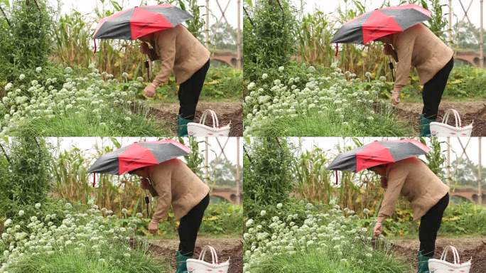 雨中采摘韭菜花的农村农夫雨中干活