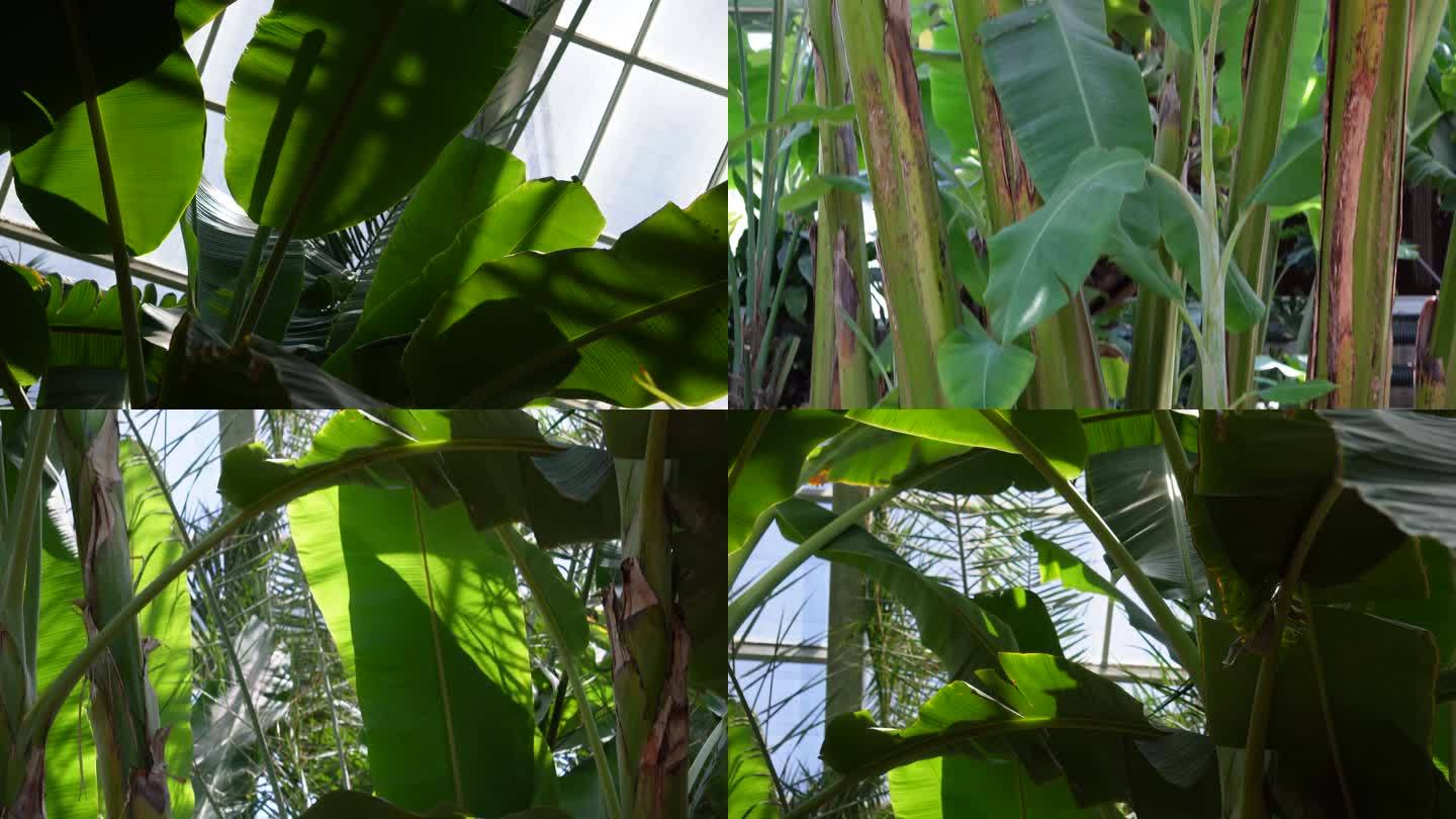 【镜头合集】香蕉树芭蕉树  (3)