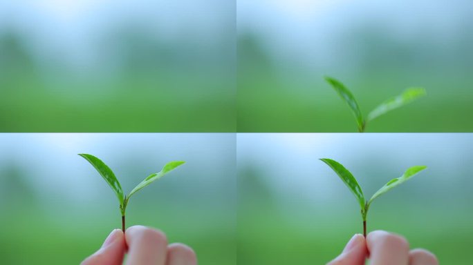 陇南 茶山采茶女