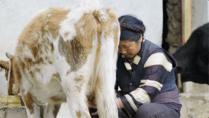 藏族 藏民 藏区 牧民 生活