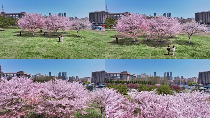 樱花青岛春天西海岸樱花