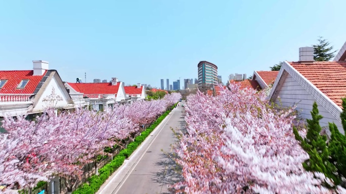 青岛春天西海岸樱花