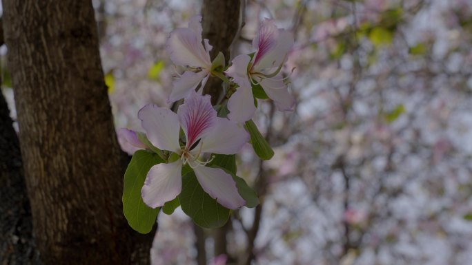 2023广州天河赏花紫荆花合集