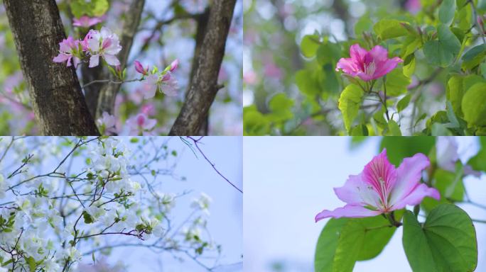 春天的鲜花紫荆花马蹄甲