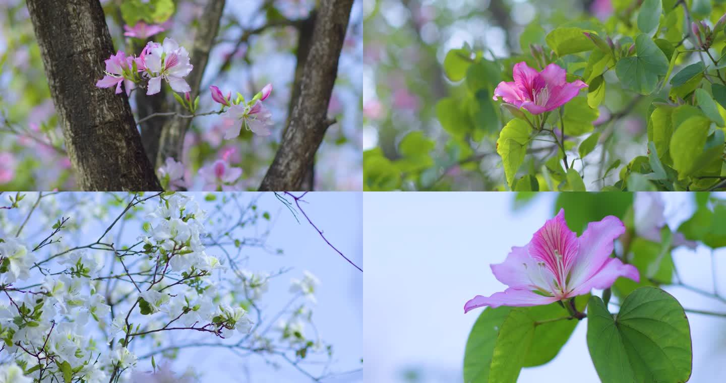 春天的鲜花紫荆花马蹄甲