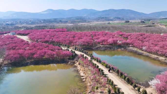 清水湾梅园