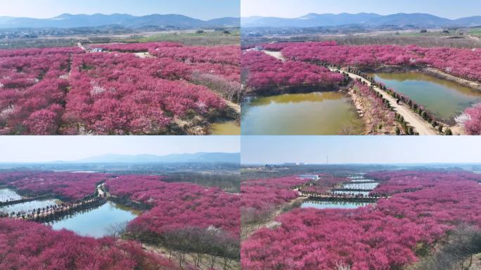 清水湾梅园