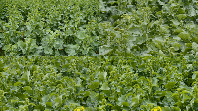 绿色生态蔬菜青菜冬油菜