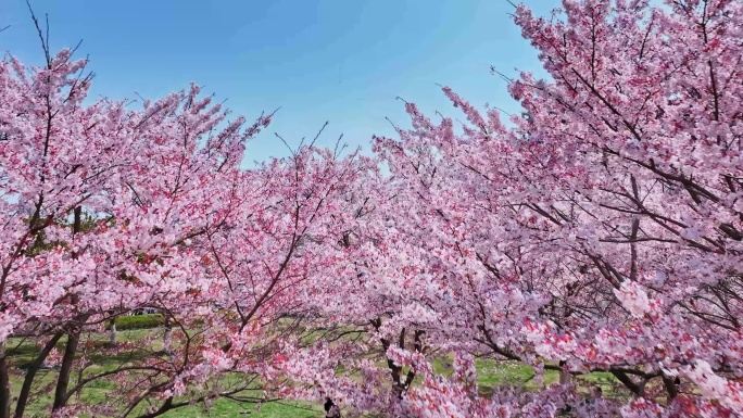 樱花青岛春天西海岸樱花