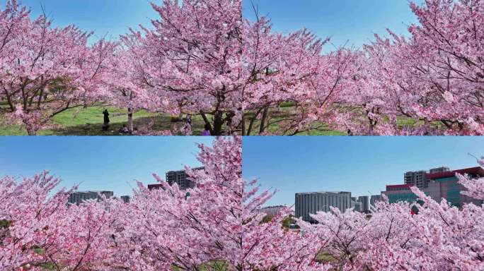 樱花青岛春天西海岸樱花